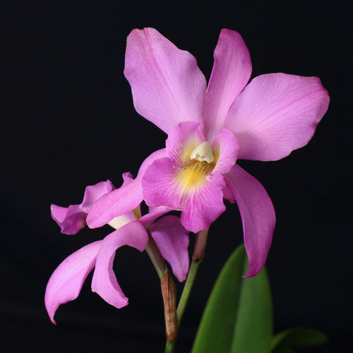 Schomburgkia Wellesley 'Carol' AM/AOS x Lc. Twilight Song **Larger Size**