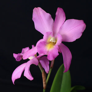 Schomburgkia Wellesley 'Carol' AM/AOS x Lc. Twilight Song