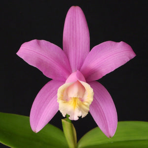 Cattleya harrisoniana