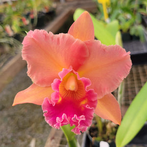 Pot. Susan Fender 'Newberry' x Blc. Miami Gold 'Mendenhall'