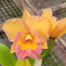 Load image into Gallery viewer, Pot. Susan Fender &#39;Newberry&#39; x Blc. Miami Gold &#39;Mendenhall&#39;