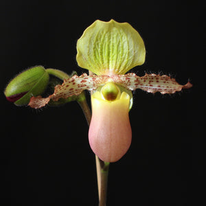 **COMMUNITY TRAY** Paphiopedilum Avalon Mist