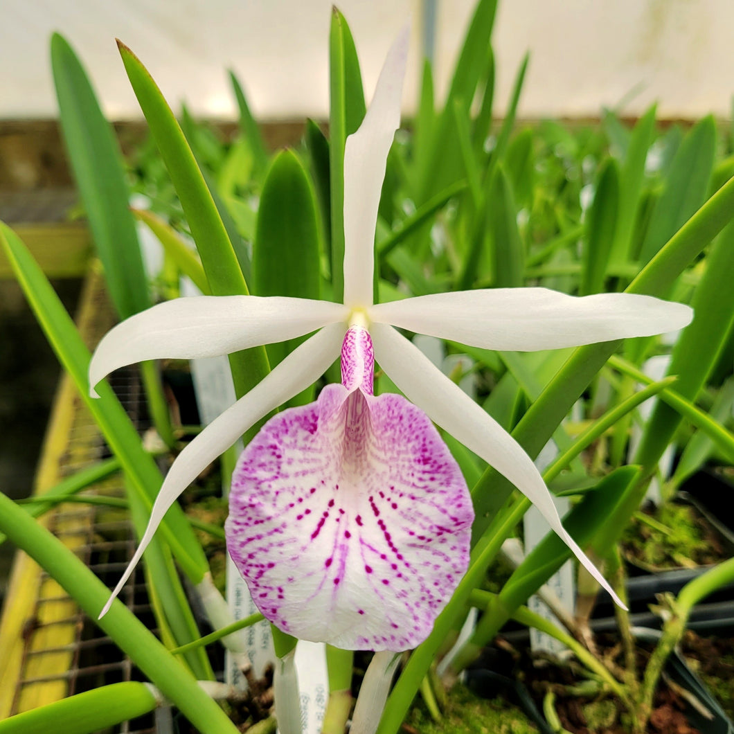 Brassavola nodosa Hybrids *TwoFer*