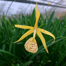 Load image into Gallery viewer, Brassavola nodosa Hybrids *TwoFer*