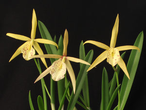 Brassavola nodosa Hybrids *TwoFer*