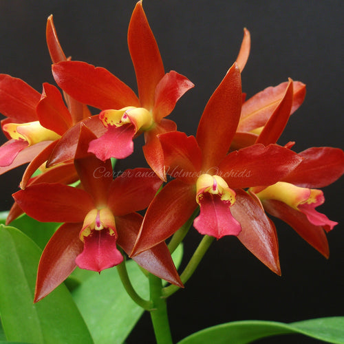 Lc. Newberry Firehouse 'Mendenhall'  x Cattleya Chocolate Drop 'Kodama' AM/AOS