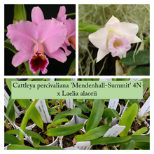 Load image into Gallery viewer, Cattleya percivaliana &#39;Mendenhall-Summit&#39; 4N x Laelia alaorii