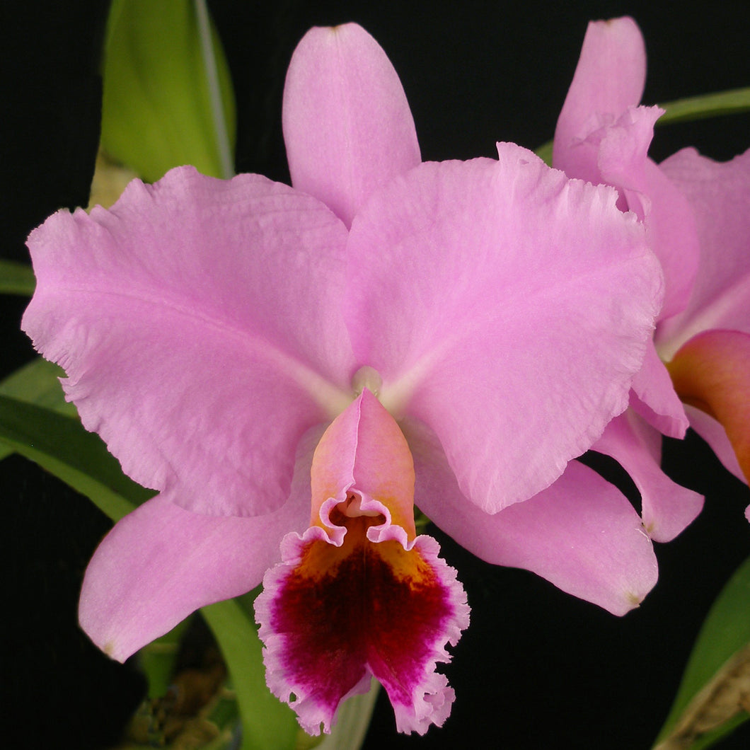 Cattleya percivaliana 'Mendenhall-Summit' 4N x Laelia alaorii