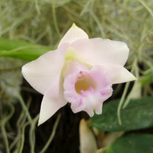 Load image into Gallery viewer, Cattleya percivaliana &#39;Mendenhall-Summit&#39; 4N x Laelia alaorii