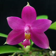 Load image into Gallery viewer, Phalaenopsis violacea var. magenta *6-Pack*