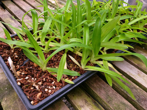 **COMMUNITY TRAY** Paphiopedilum Imperial Jade