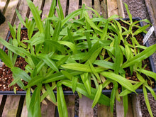 Load image into Gallery viewer, **COMMUNITY TRAY** Paphiopedilum Imperial Jade