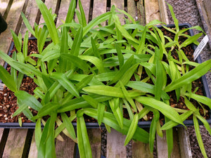 **COMMUNITY TRAY** Paphiopedilum Imperial Jade