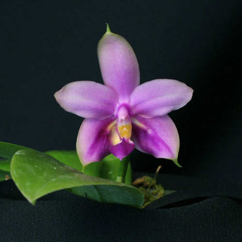 Phalaenopsis Gene's Summer Violet
