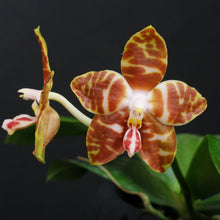 Load image into Gallery viewer, Phalaenopsis (Sogo Manager x amboinensis)