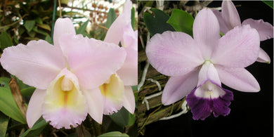 Blc. (Moon Miss x Dubiosa) x Lc. Mini Purple 'Heavens to Betsy'