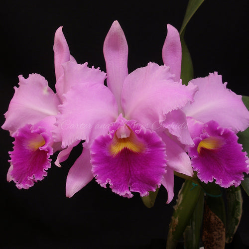 Cattleya Easter Chick  x Cattleya mossiae '7009 #1'