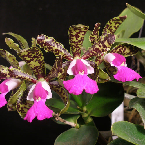 Cattleya Fort Motte 'Mendenhall'  x Cattleya Comets Tail