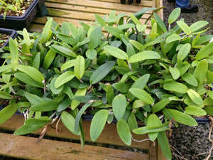 **COMMUNITY TRAY** Cattleya leopoldii