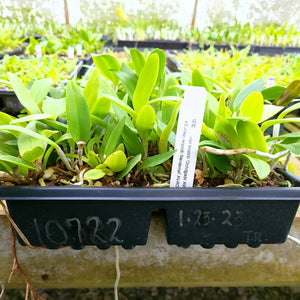 **COMMUNITY TRAY** Cattleya leopoldii