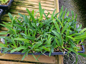 **COMMUNITY TRAY** Laelia purpurata var. werkhauseri