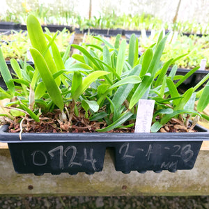 **COMMUNITY TRAY** Laelia purpurata var. werkhauseri