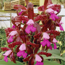 Load image into Gallery viewer, **COMMUNITY TRAY** Cattleya leopoldii