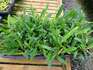 **COMMUNITY TRAY** Laelia purpurata var. delicata