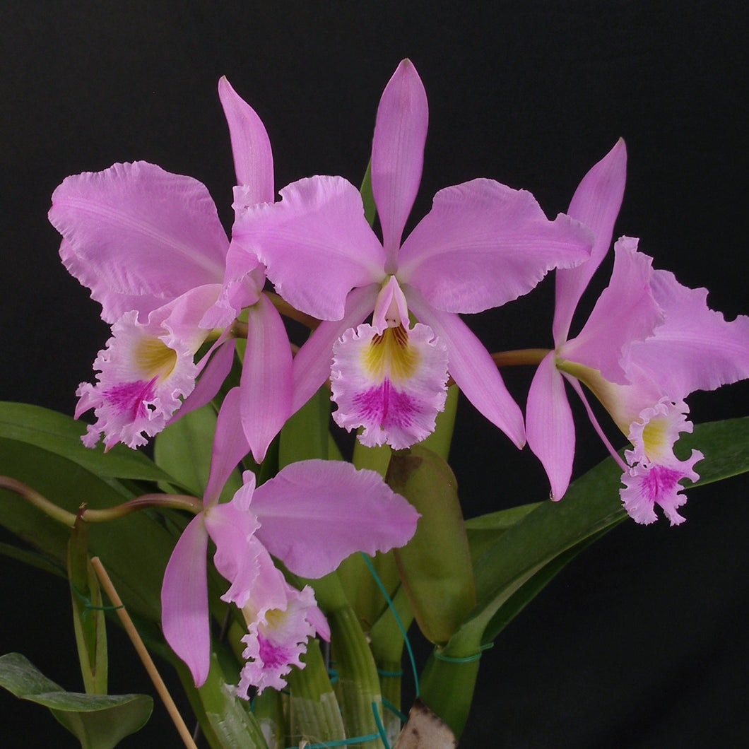 **COMMUNITY TRAY** Cattleya gaskelliana