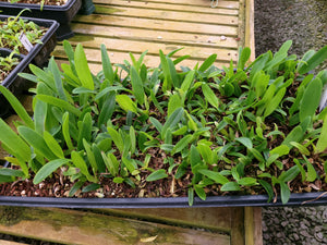 **COMMUNITY TRAY** Cattleya gaskelliana