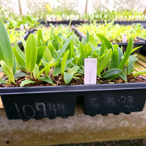 **COMMUNITY TRAY** Cattleya gaskelliana