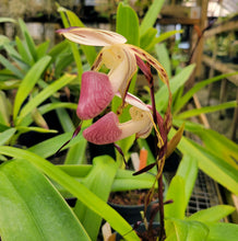 Load image into Gallery viewer, **COMMUNITY TRAY** Paphiopedilum Imperial Jade