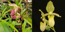 Load image into Gallery viewer, **COMMUNITY TRAY** Paphiopedilum Imperial Jade