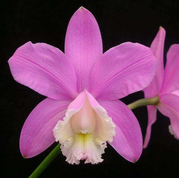 Cattleya harrisoniae 'Volcano Queen' AM/AOS *Species* – Carter and ...