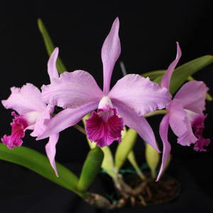 Laelia purpurata Hybrids- Quartet