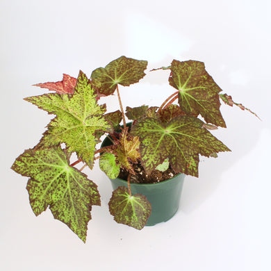 Begonia 'Little Beaver'