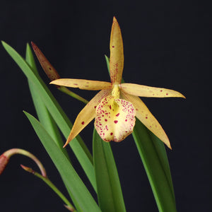 Brassavola nodosa Hybrids *TwoFer*