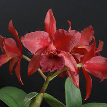 Load image into Gallery viewer, Blc. Cherry Suisse x sibling