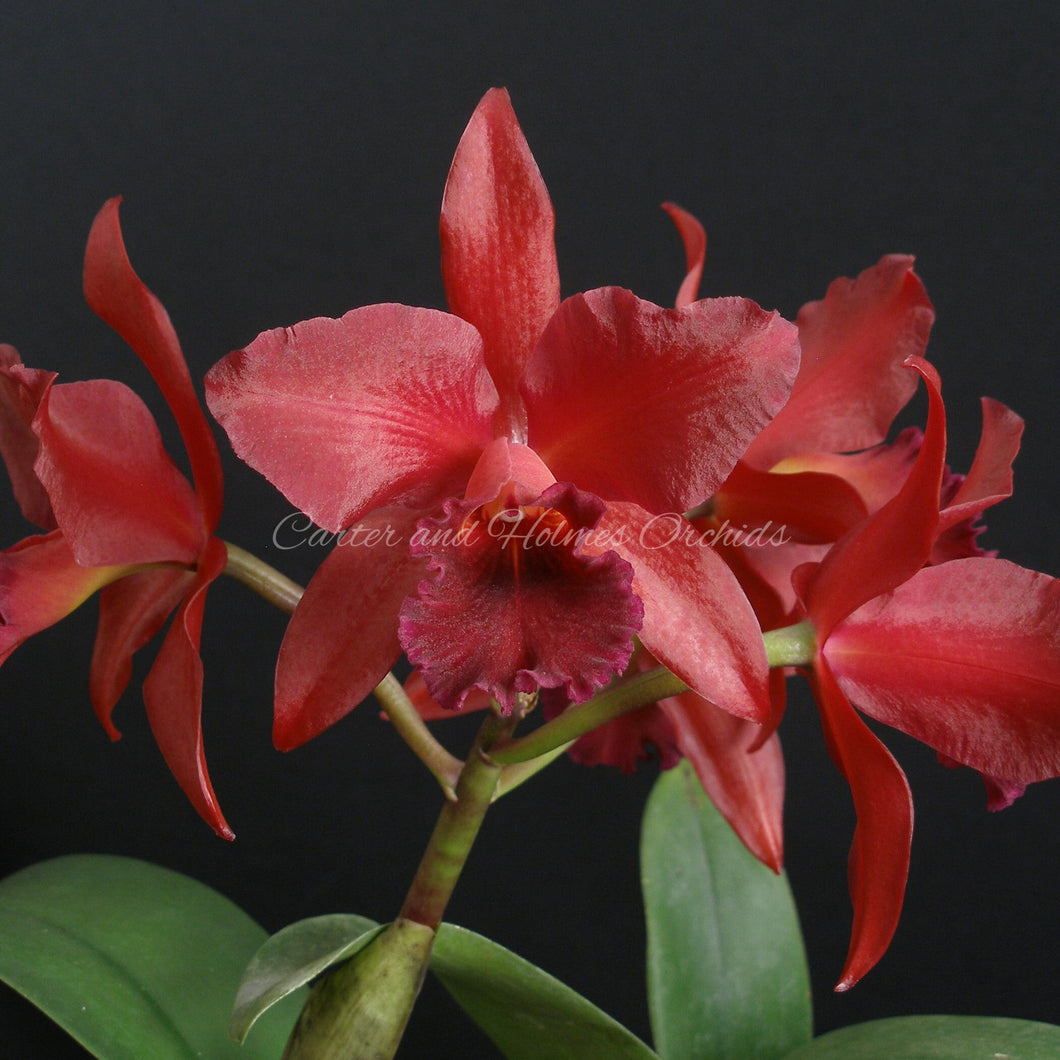 Blc. Cherry Suisse x sibling