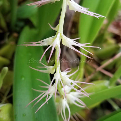 Bulbophyllum cocoinum 'Phelps Farm'