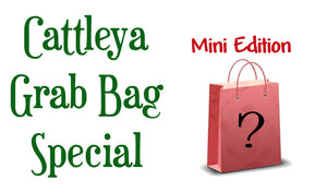 Cattleya Grab Bag Special *MINI EDITION*- 5 Plants