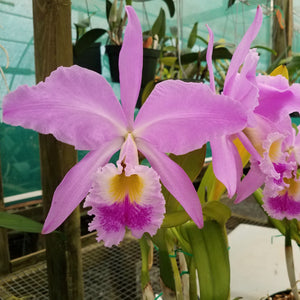 Cattleya gaskelliana 'Charm' *DIVISION*