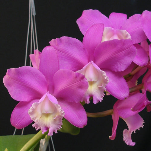 Cattleya loddigesii var. harrisoniae x Cattleya Bactia