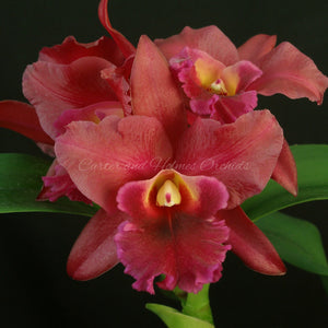 Blc. Cherry Suisse x sibling