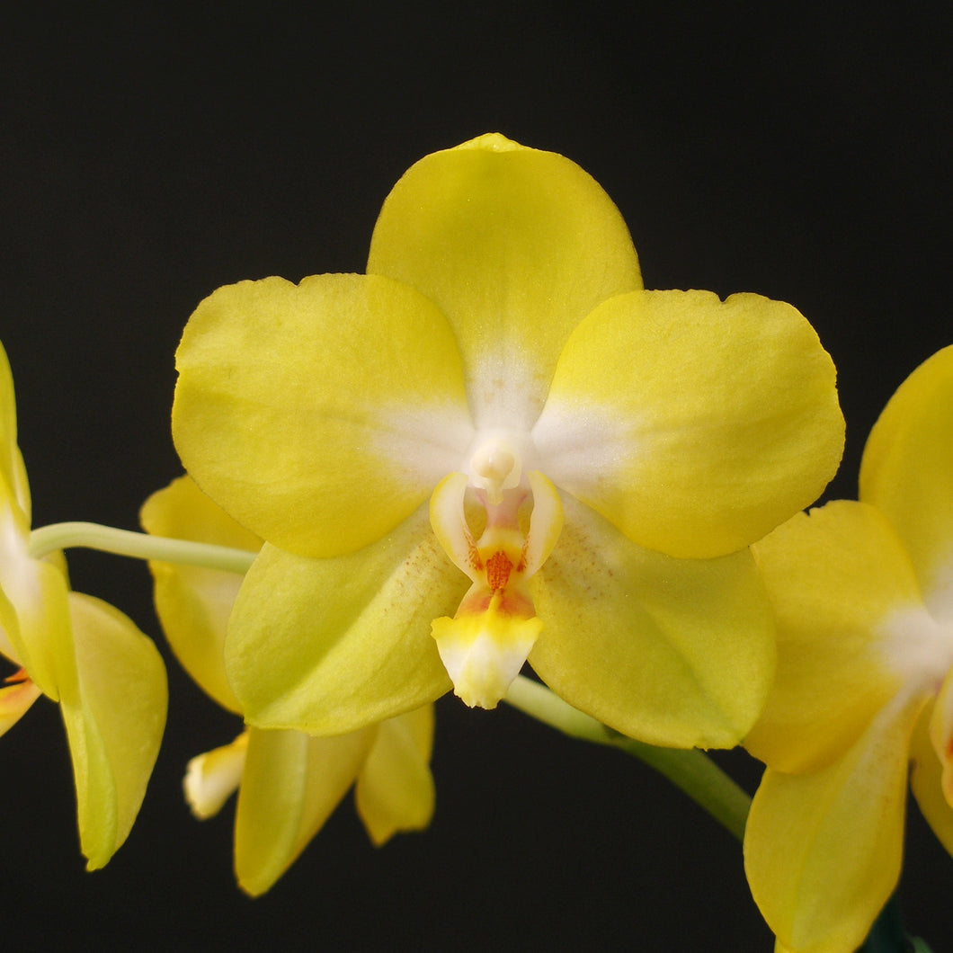 Phalaenopsis (Sogo Manager x amboinensis)