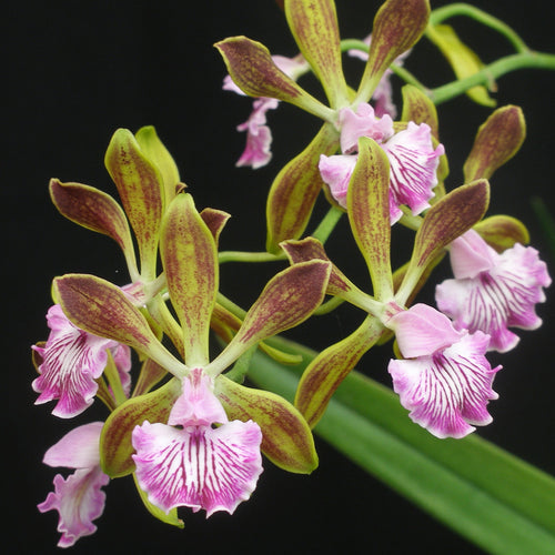 Encyclia Thomas Fennell 'Hershey' *DIVISION B*