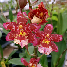 Load image into Gallery viewer, Wilsonara Eye Candy -Oncidium Orchid