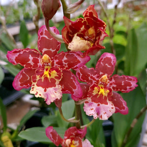 Wilsonara Eye Candy -Oncidium Orchid