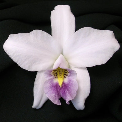 Laelia anceps  var. veitchiana 'Super Fort Caroline' 4N x self