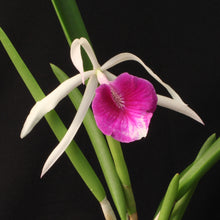 Load image into Gallery viewer, Brassavola nodosa Hybrids *TwoFer*